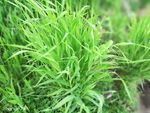 绿油油的麦苗