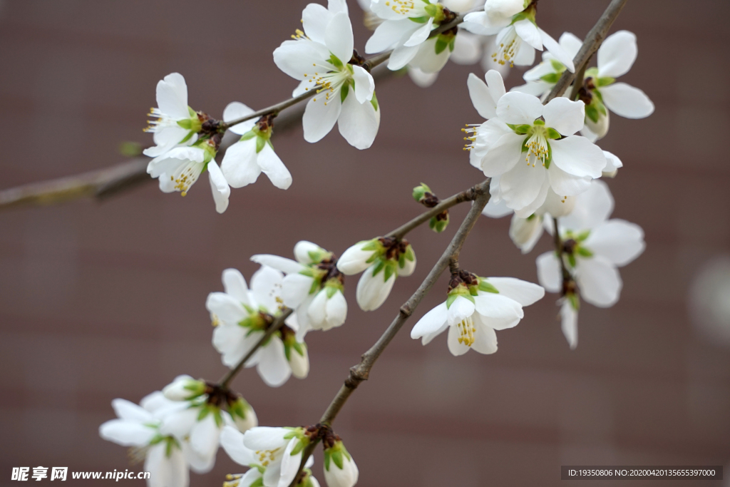 春天白色的桃花花枝