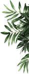 绿植素材