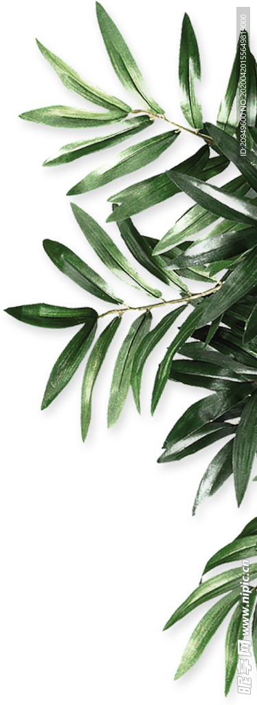 绿植素材