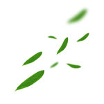 树叶飘落