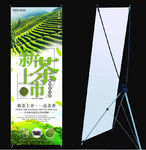 新茶上市 品茶