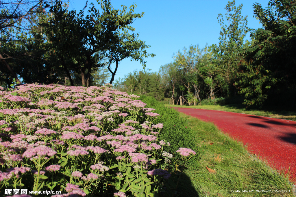 鲜花小路