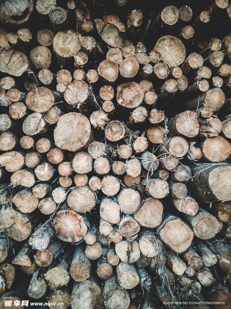 木材木头截面图片