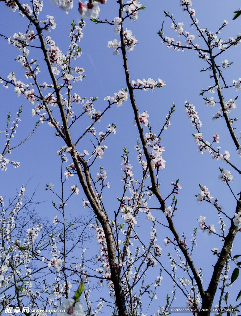 山桃花 春天 花卉 春暖花开