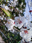山桃花 春天 花卉 春暖花开