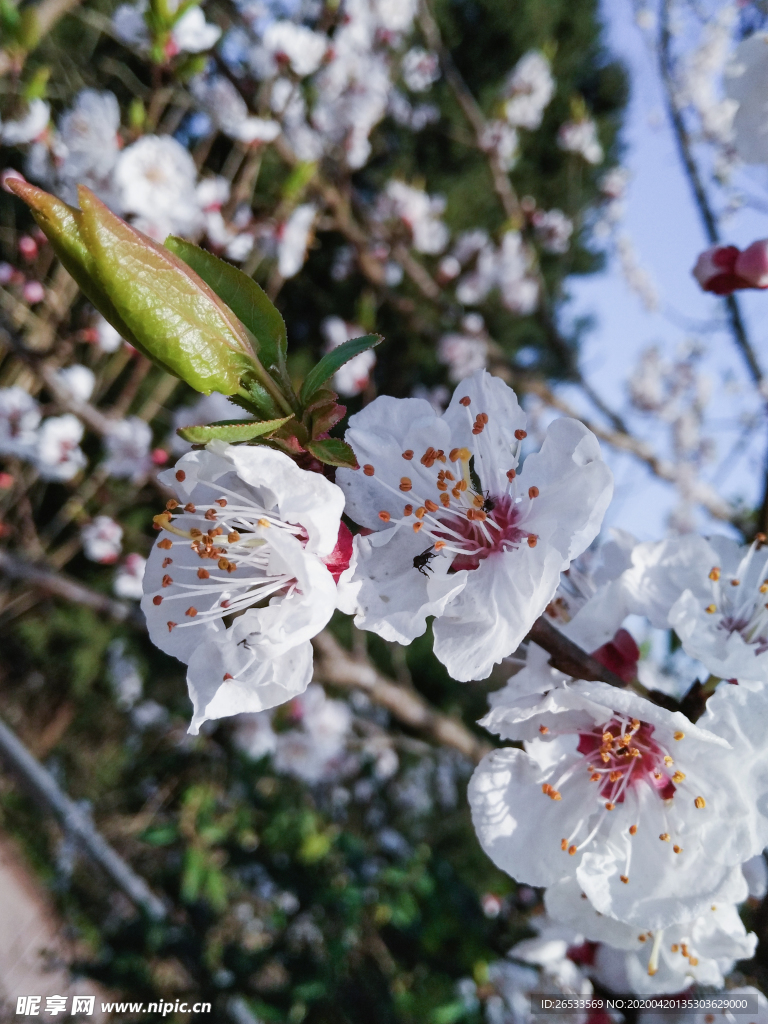 山桃花 春天 花卉 春暖花开