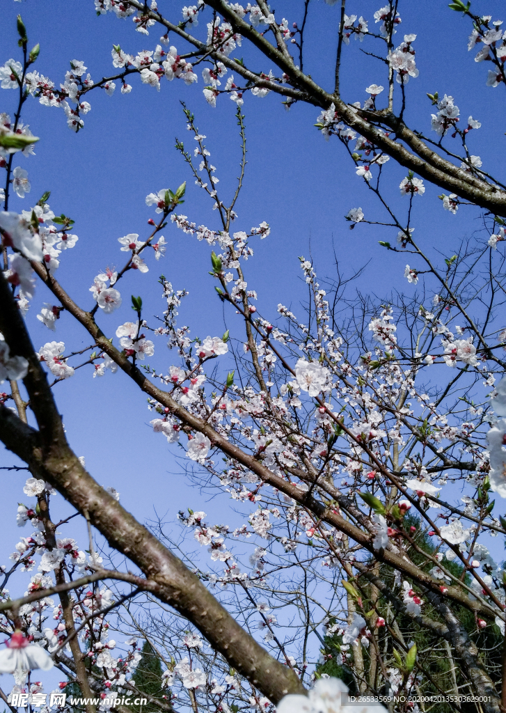 山桃花 春天 花卉 春暖花开