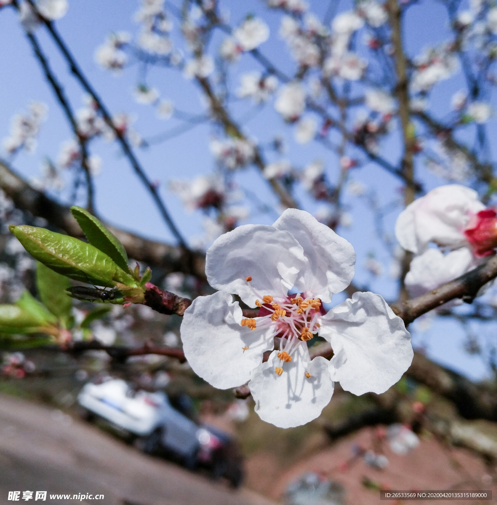 山桃花 春天 花卉 春暖花开