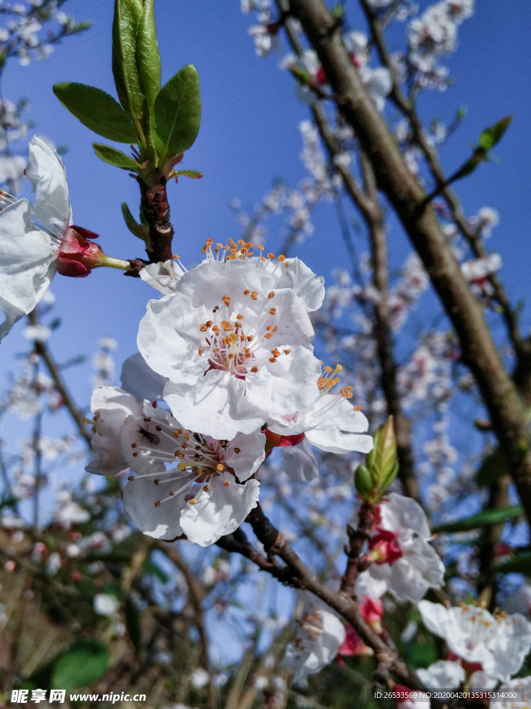 山桃花 春天 花卉 春暖花开