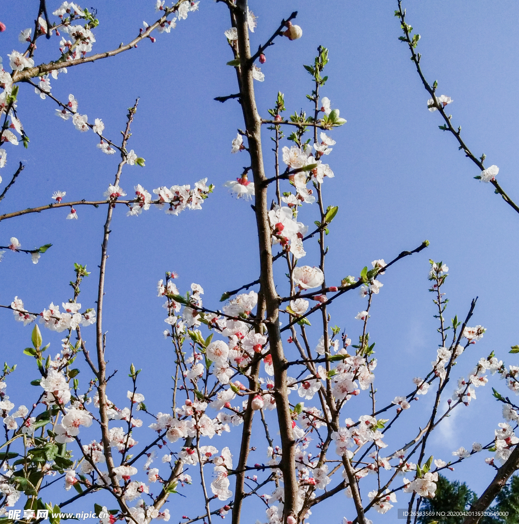 山桃花 春天 花卉 春暖花开