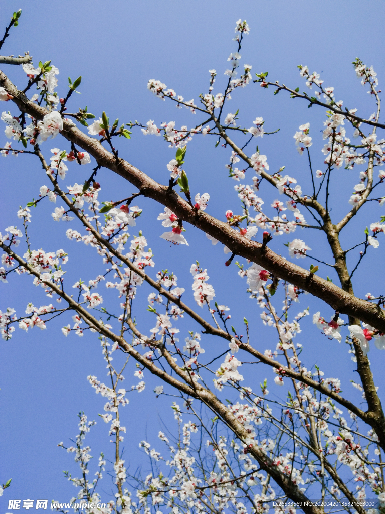 山桃花 春天 花卉 春暖花开