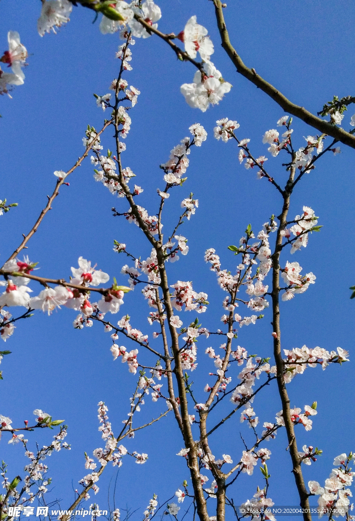 山桃花 春天 花卉 春暖花开