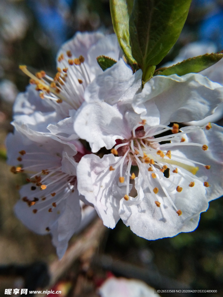 山桃花 春天 花卉 春暖花开