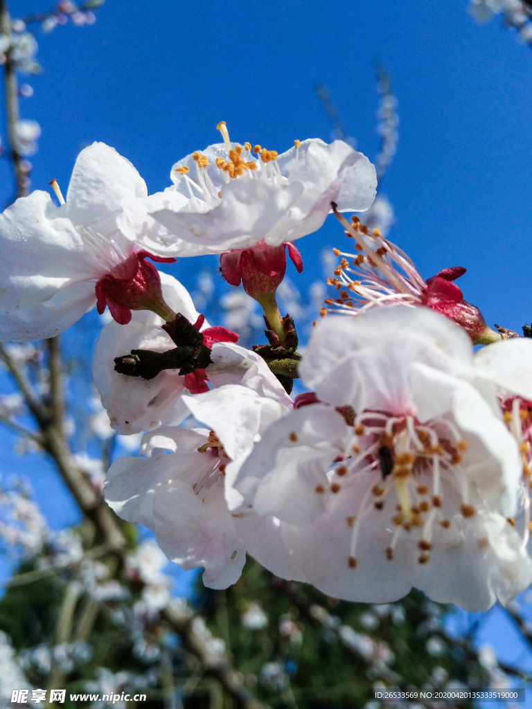 山桃花 春天 花卉 春暖花开