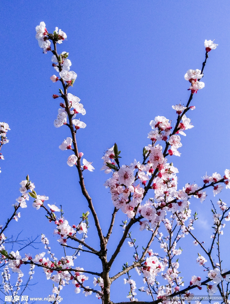 山桃花 春天 花卉 春暖花开