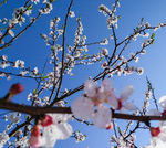 山桃花 春天 花卉 春暖花开