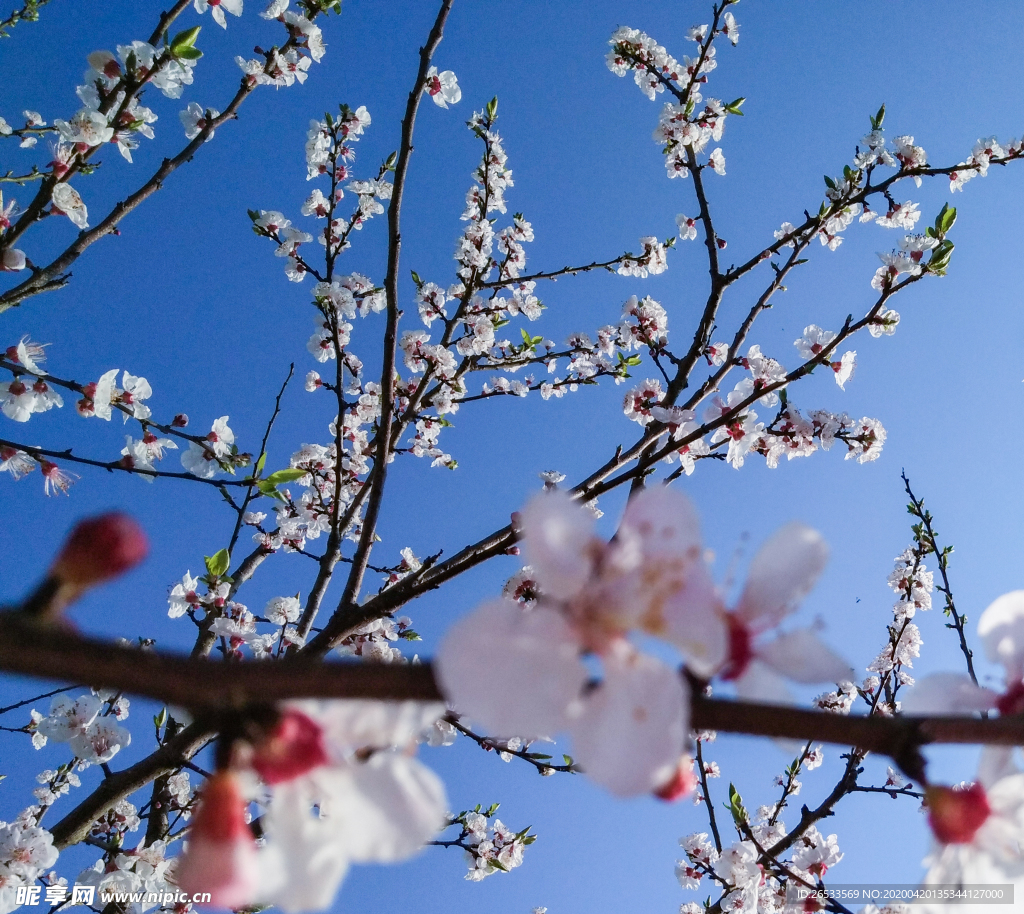 山桃花 春天 花卉 春暖花开