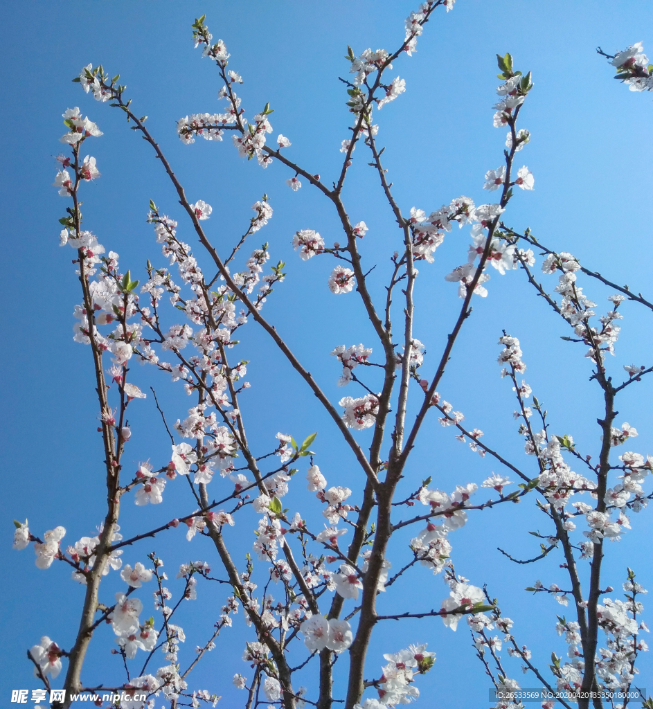 山桃花 春天 花卉 春暖花开