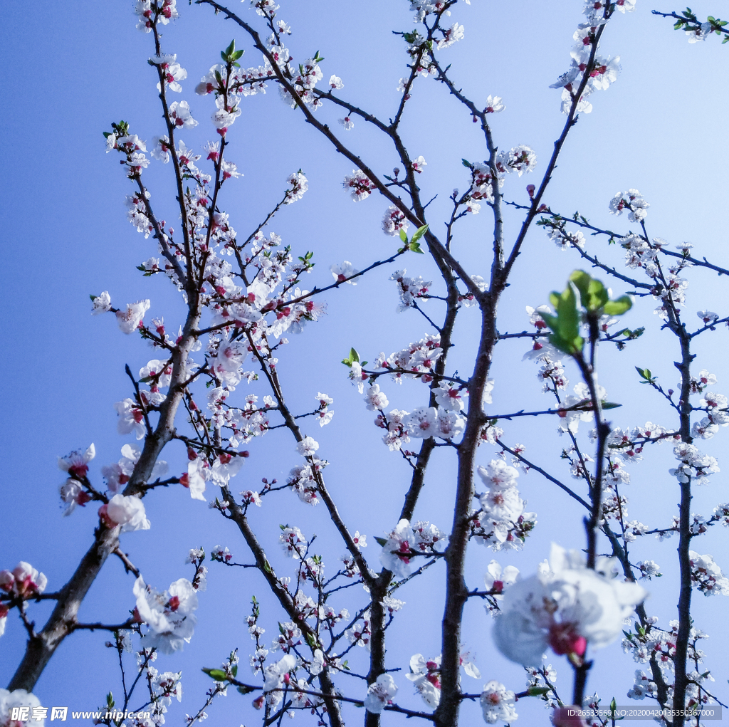 山桃花 春天 花卉 春暖花开