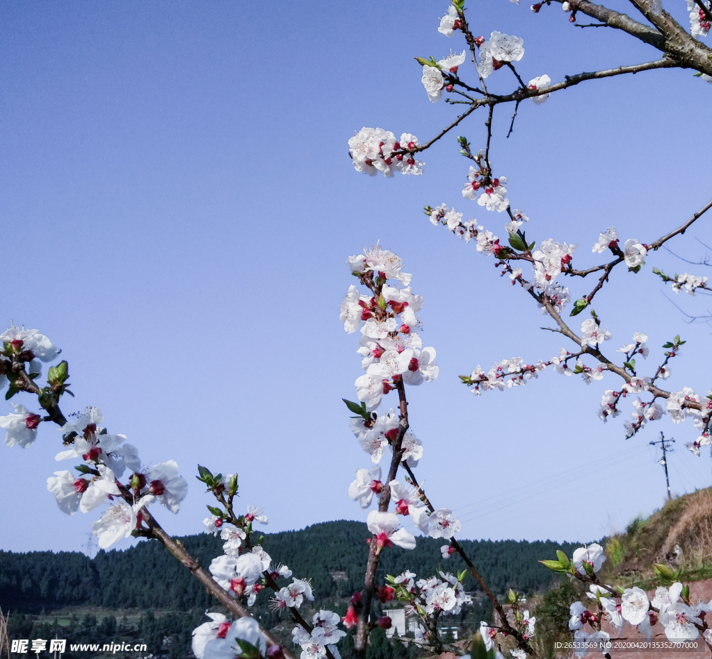 山桃花 春天 花卉 春暖花开