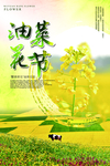 油菜花