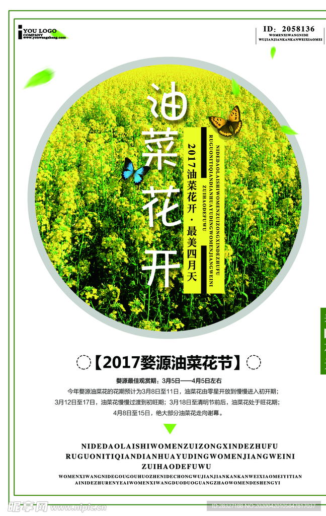 油菜花