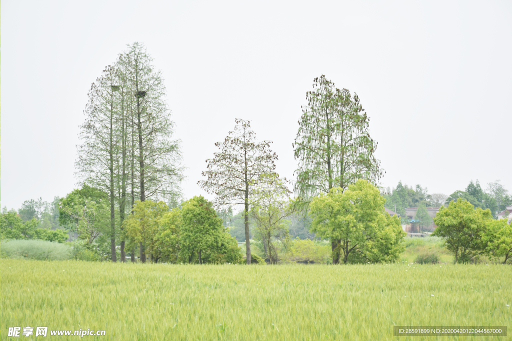 麦田 小麦 树林