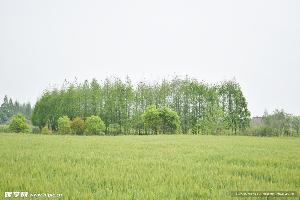 麦田 小麦 树林