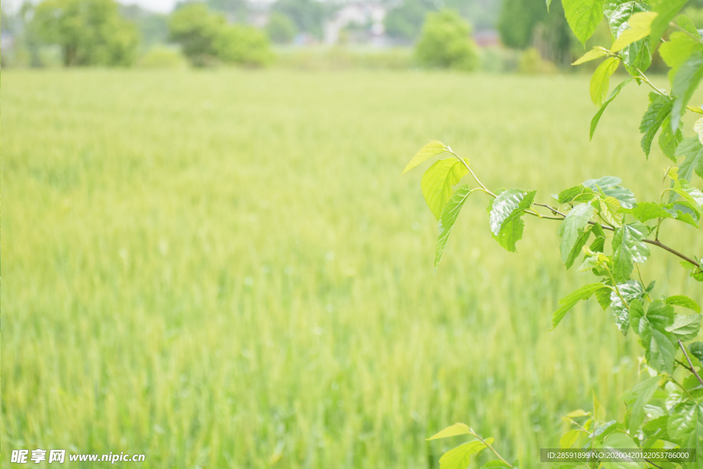 麦田 小麦 树林