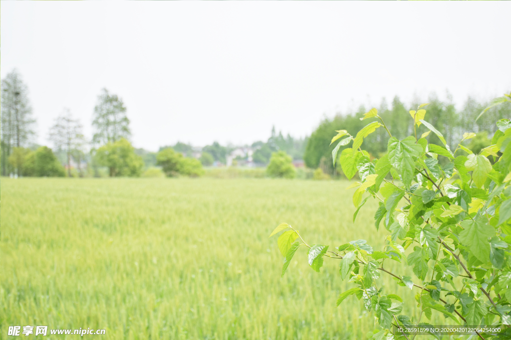 麦田 小麦 树林