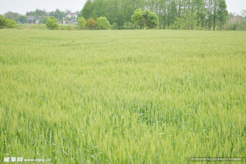 麦田 小麦 树林