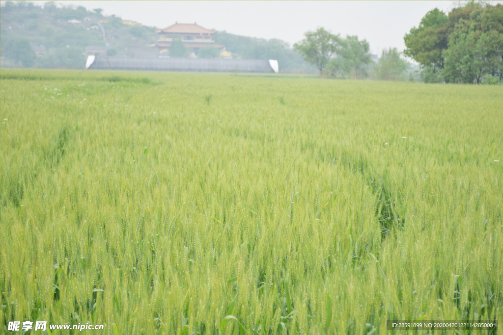 麦田 小麦 树林