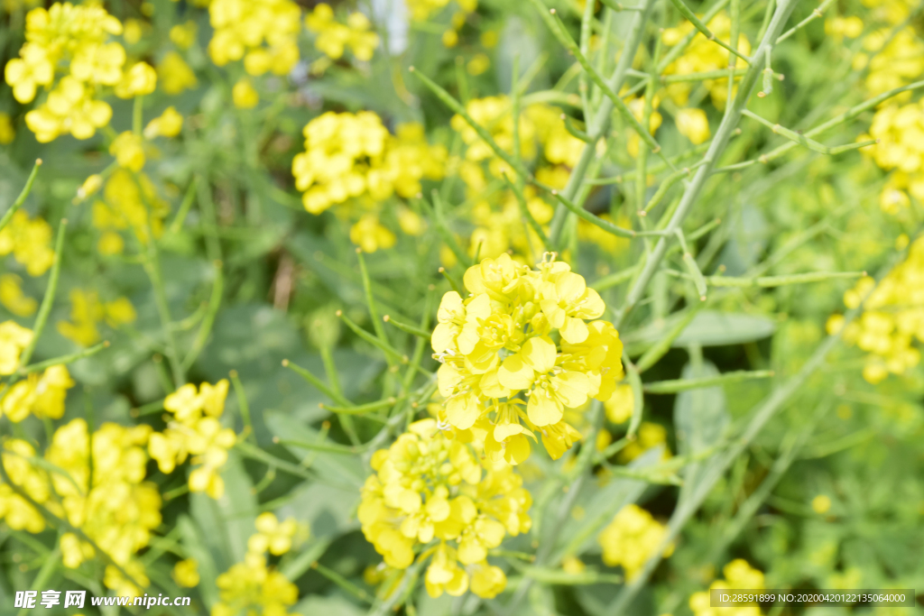 油菜花