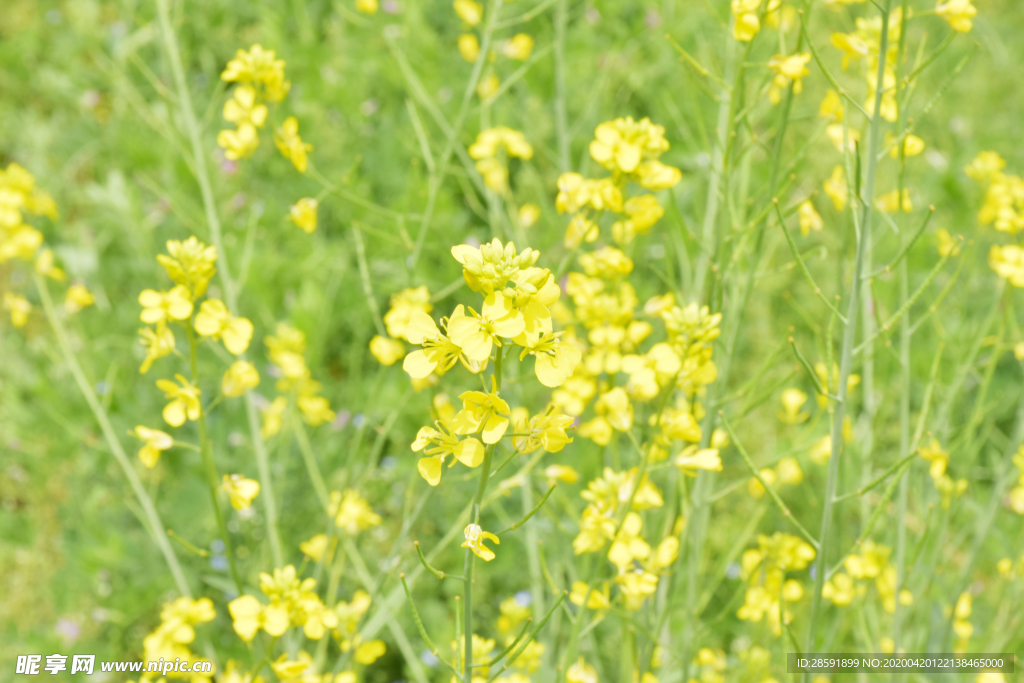 油菜花