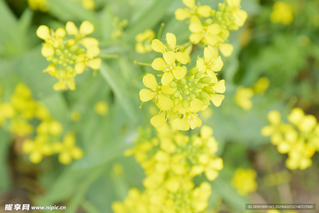 油菜花