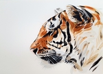 老虎 水粉画