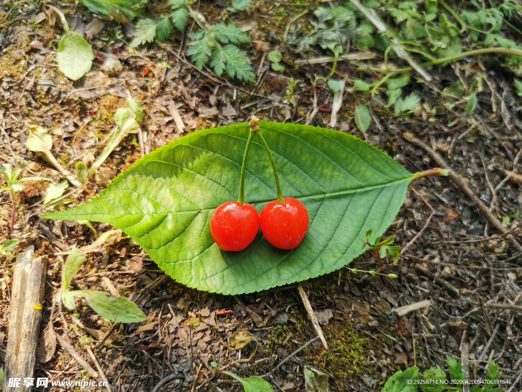 樱桃照片