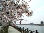 春天 花卉