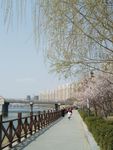 春天 花卉