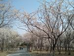 春天 花卉