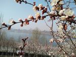 春天 花卉