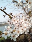 春天 花卉