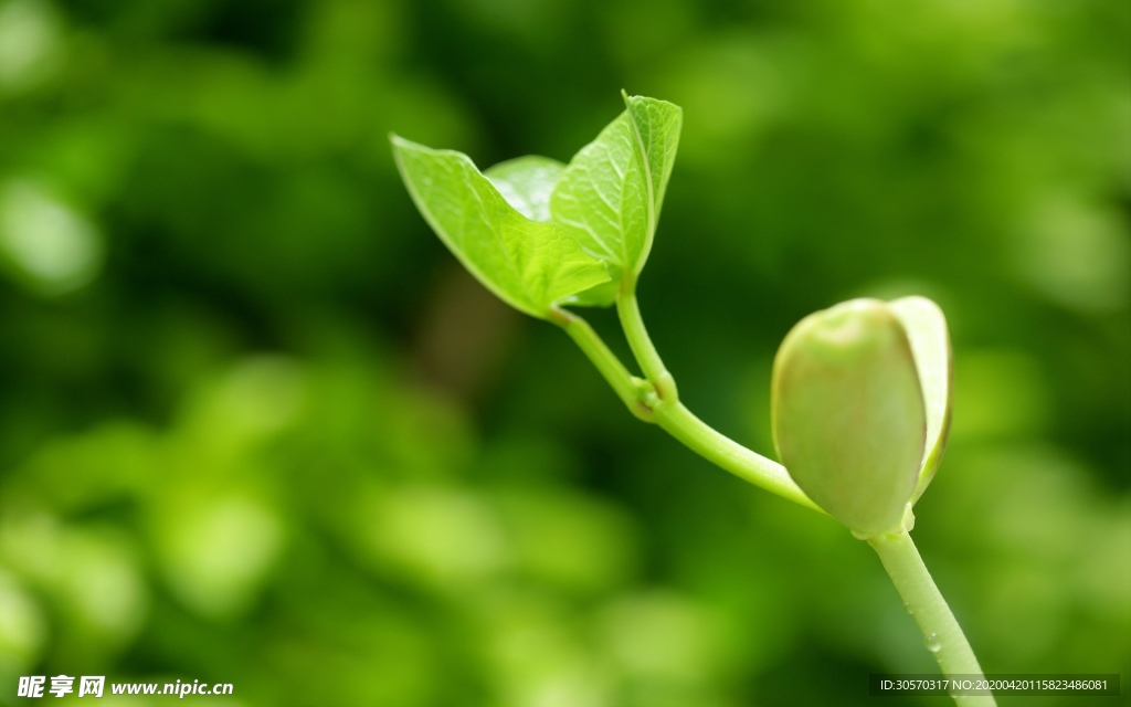 菜苗