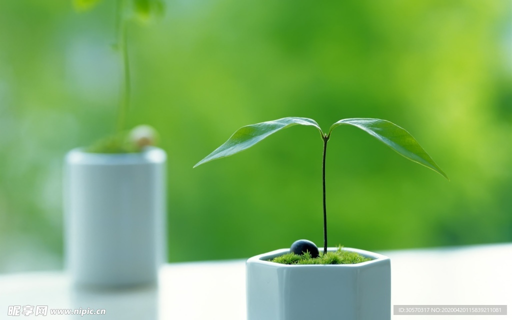 小清新植物