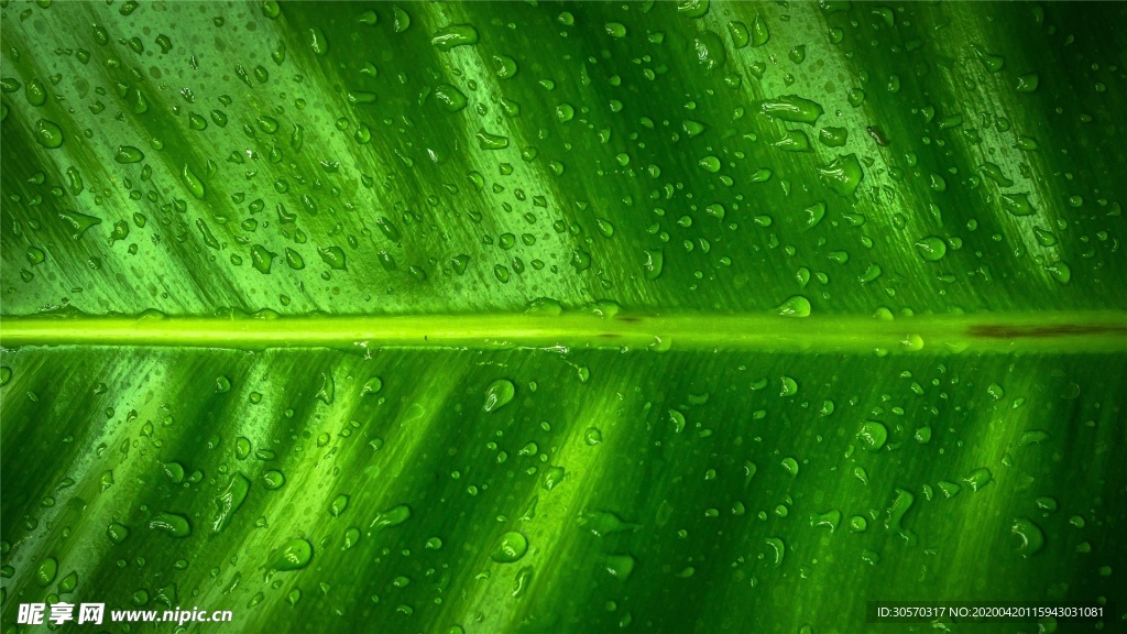 植物水珠