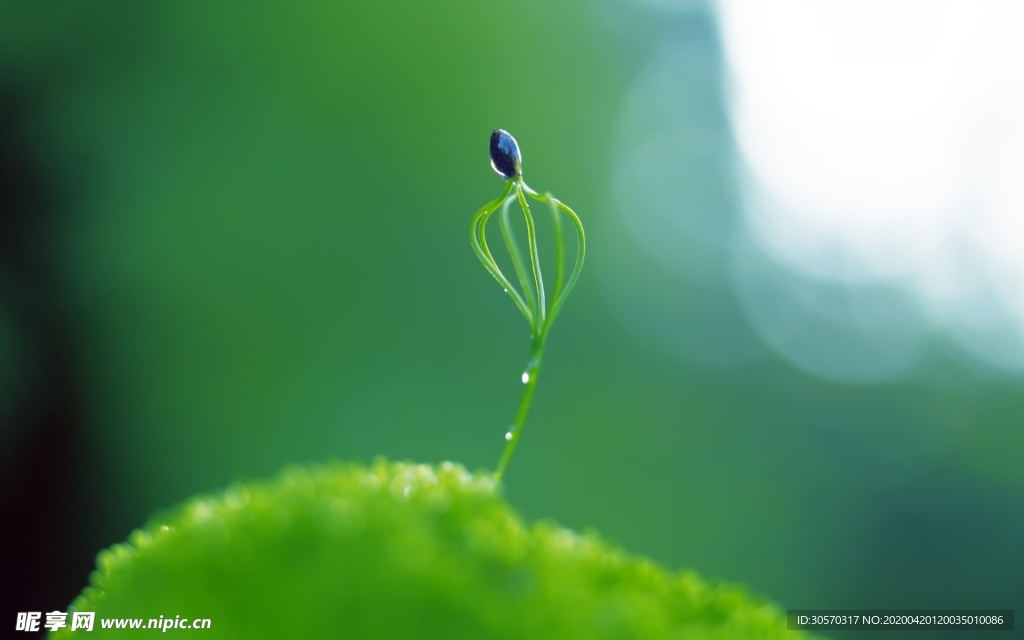 绿芽