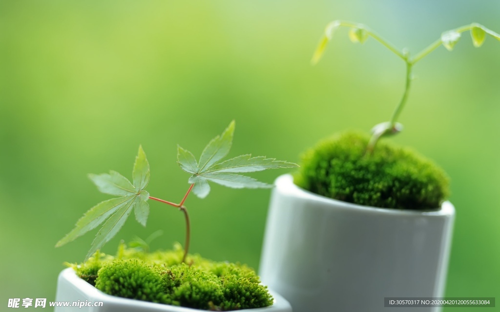 植物