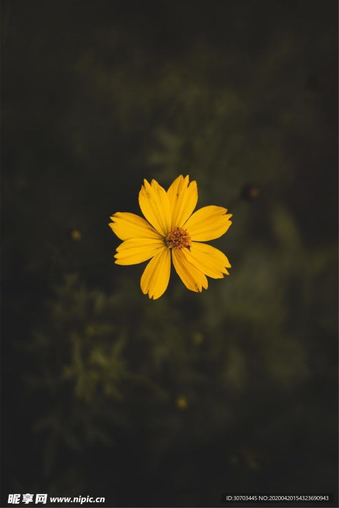 黄色花