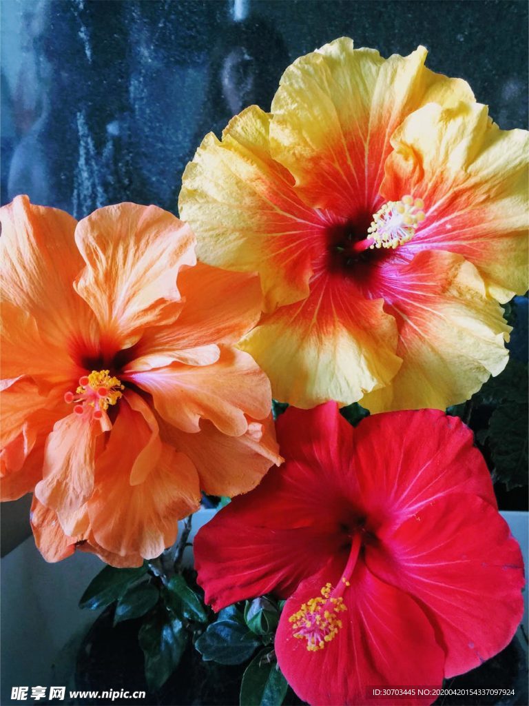 橙色花